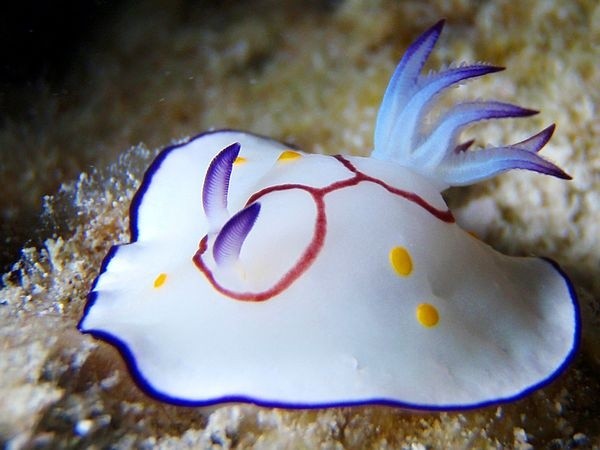 Photo:  Nudibranch Sea Slug